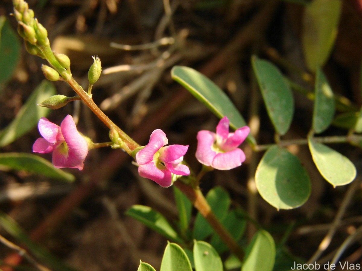 Tephrosia purpurea (L.) Pers.